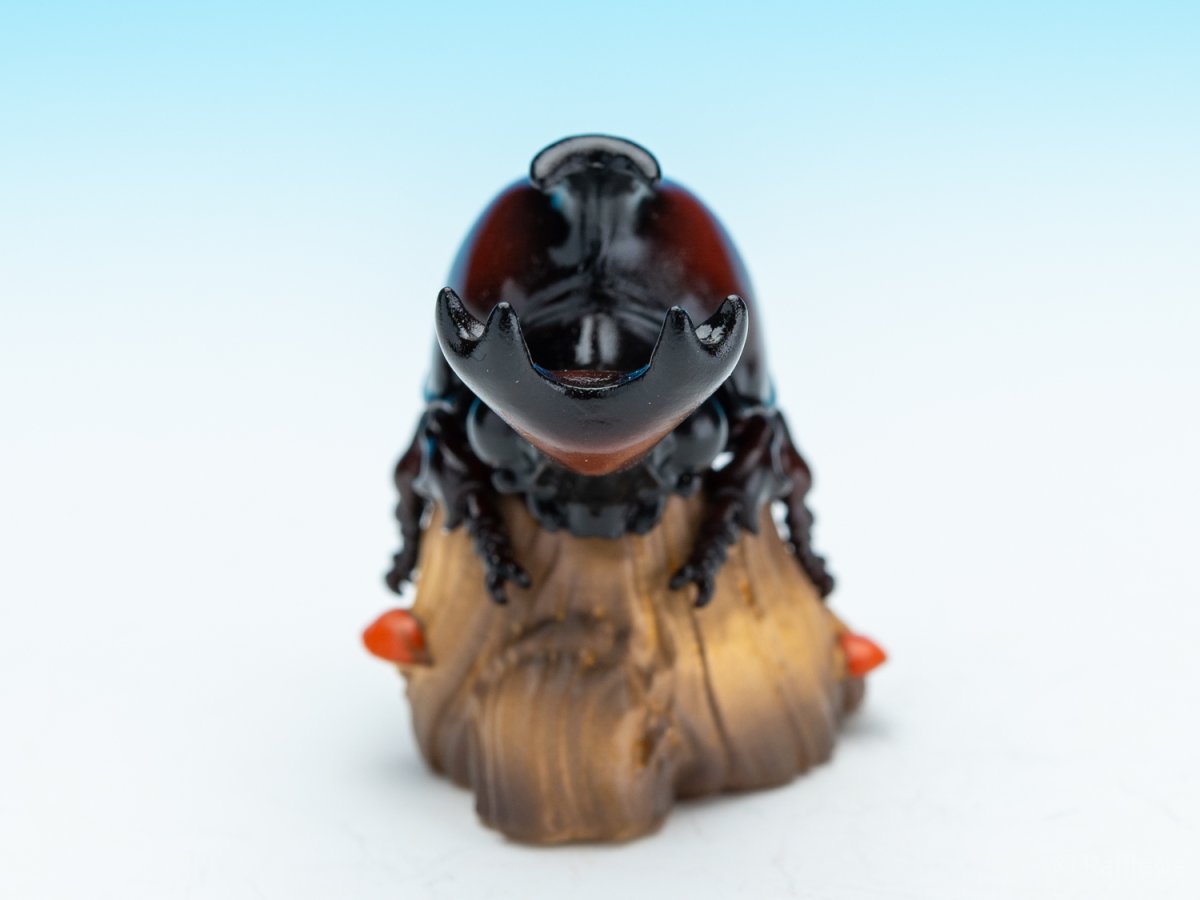 画像7: カブトムシ (7)