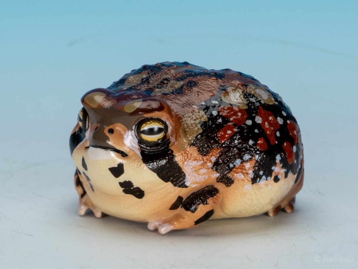 画像7: アメフクラガエル (7)