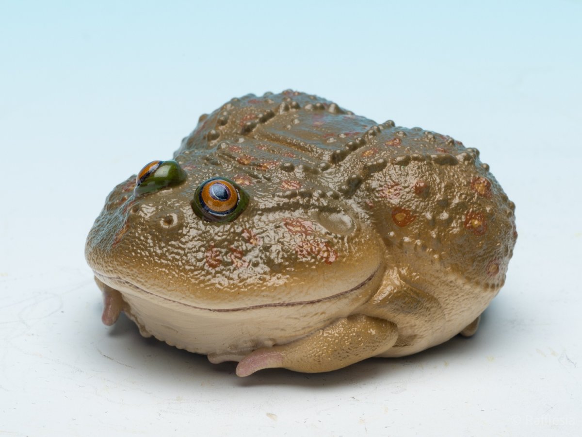 画像4: タピオカガエル (4)