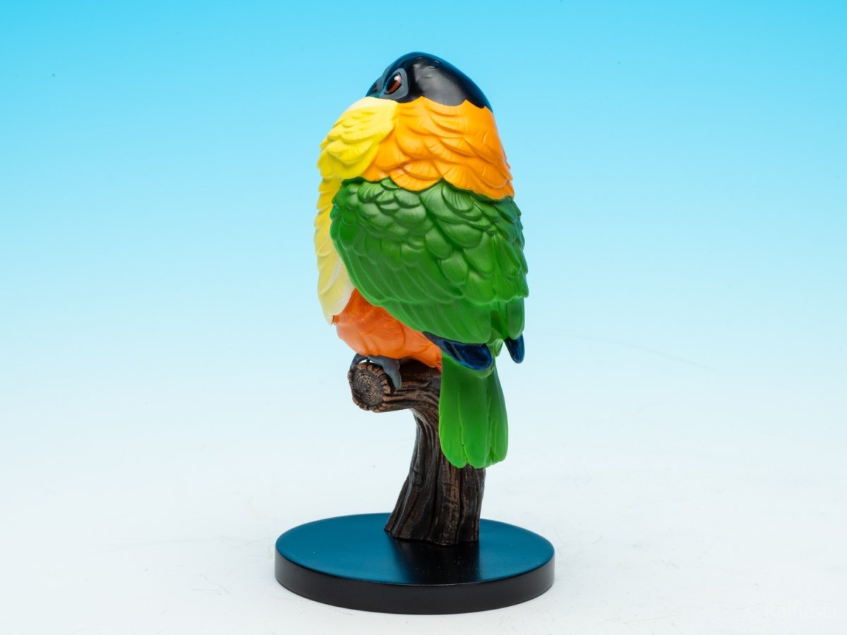 画像5: ズグロシロハラインコ (5)