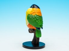 画像5: ズグロシロハラインコ (5)