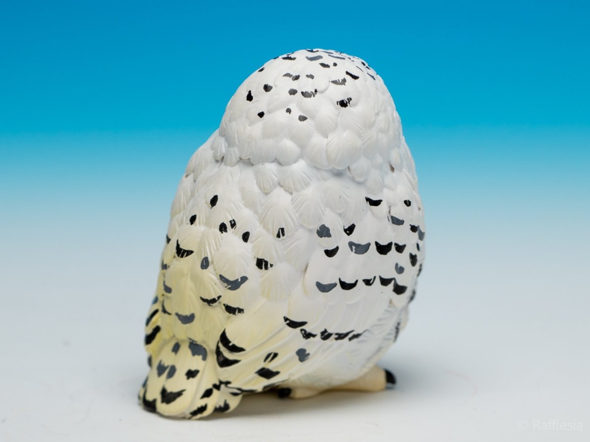 画像6: シロフクロウ【動画あり】 (6)