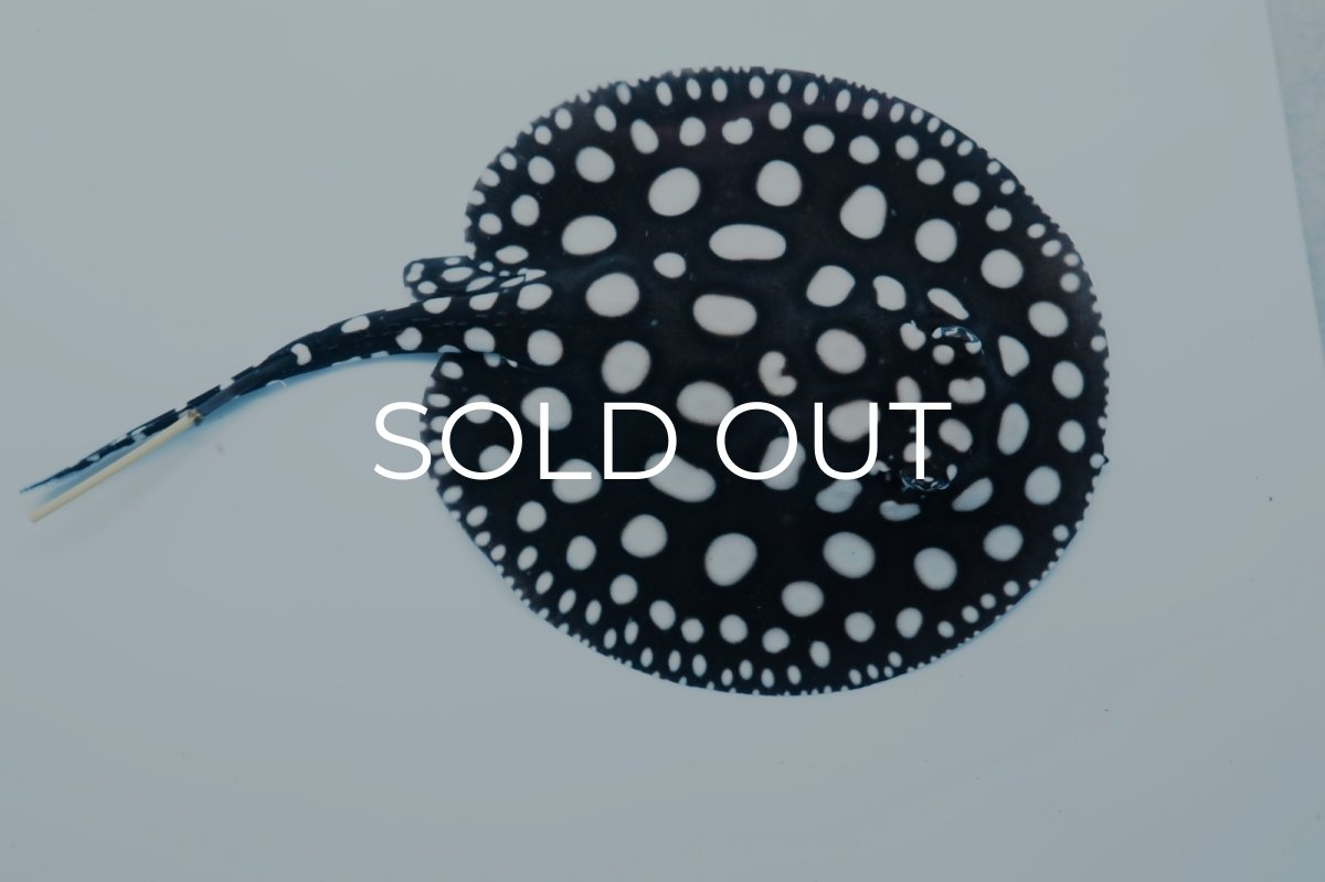 画像4: ダイヤモンドポルカ(オス） NO.2 (4)