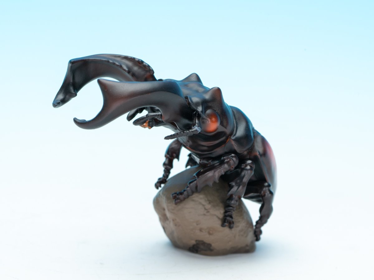 画像2: パリーフタマタクワガタ【動画あり】 (2)