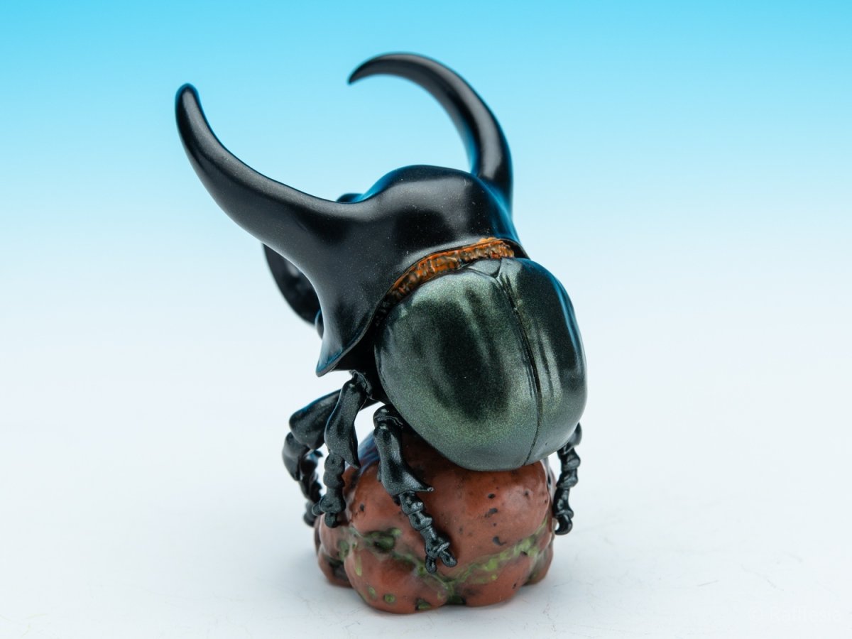 画像6: アトラスオオカブト (6)