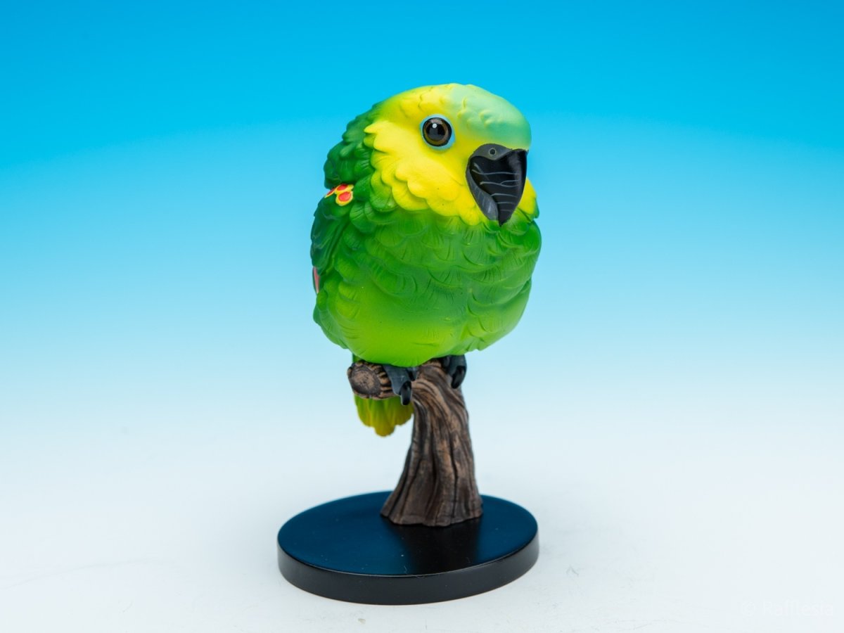 画像2: アオボウシインコ【動画あり】 (2)