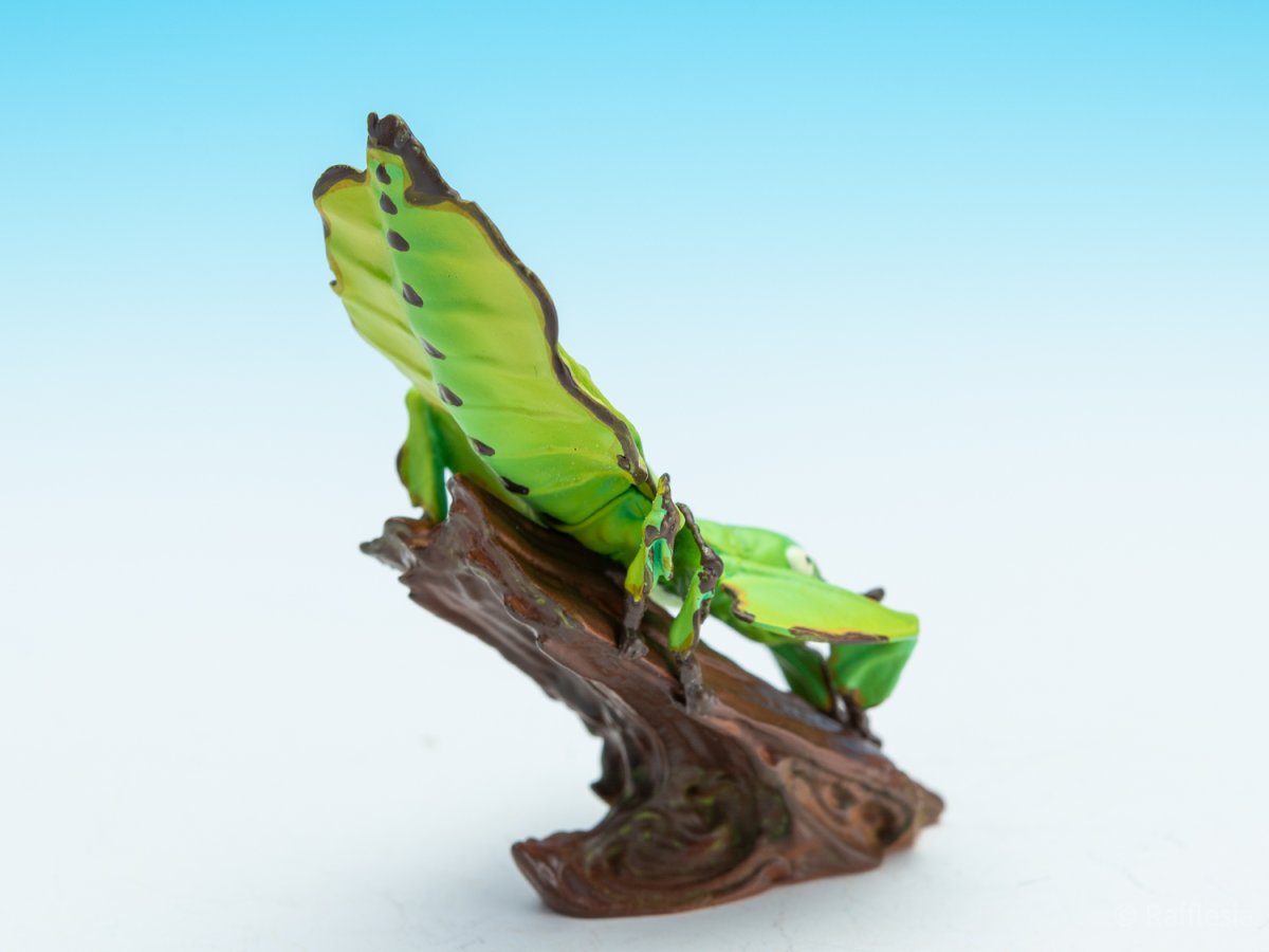 画像7: コノハムシ【動画あり】 (7)