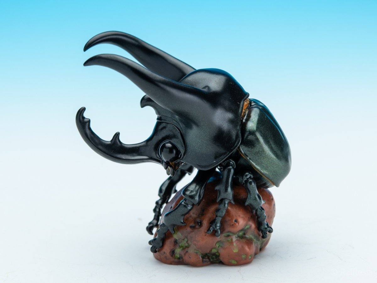 画像7: アトラスオオカブト (7)