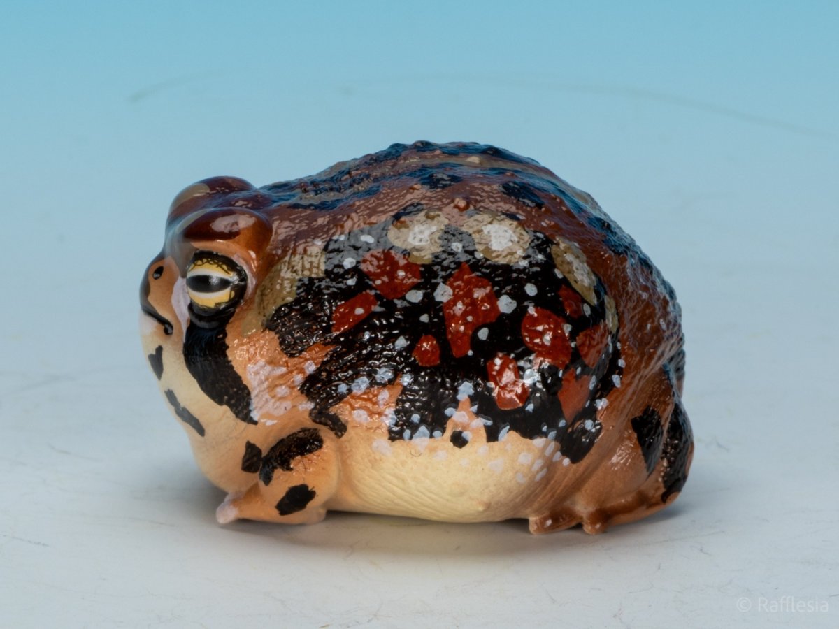 画像6: アメフクラガエル (6)