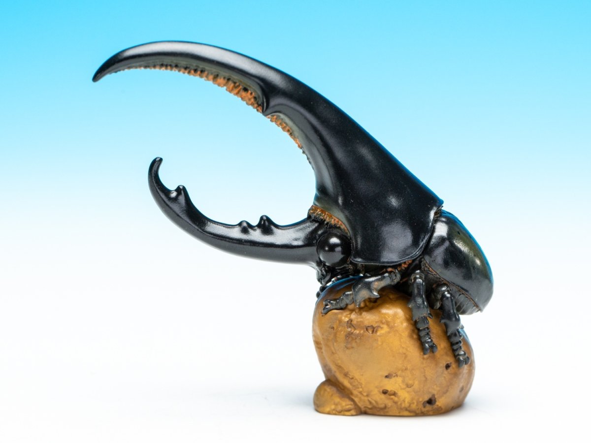 画像6: ヘラクレスオオカブト（黒） (6)