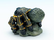 画像5: ブラジリアンジャイアントボロンド (5)