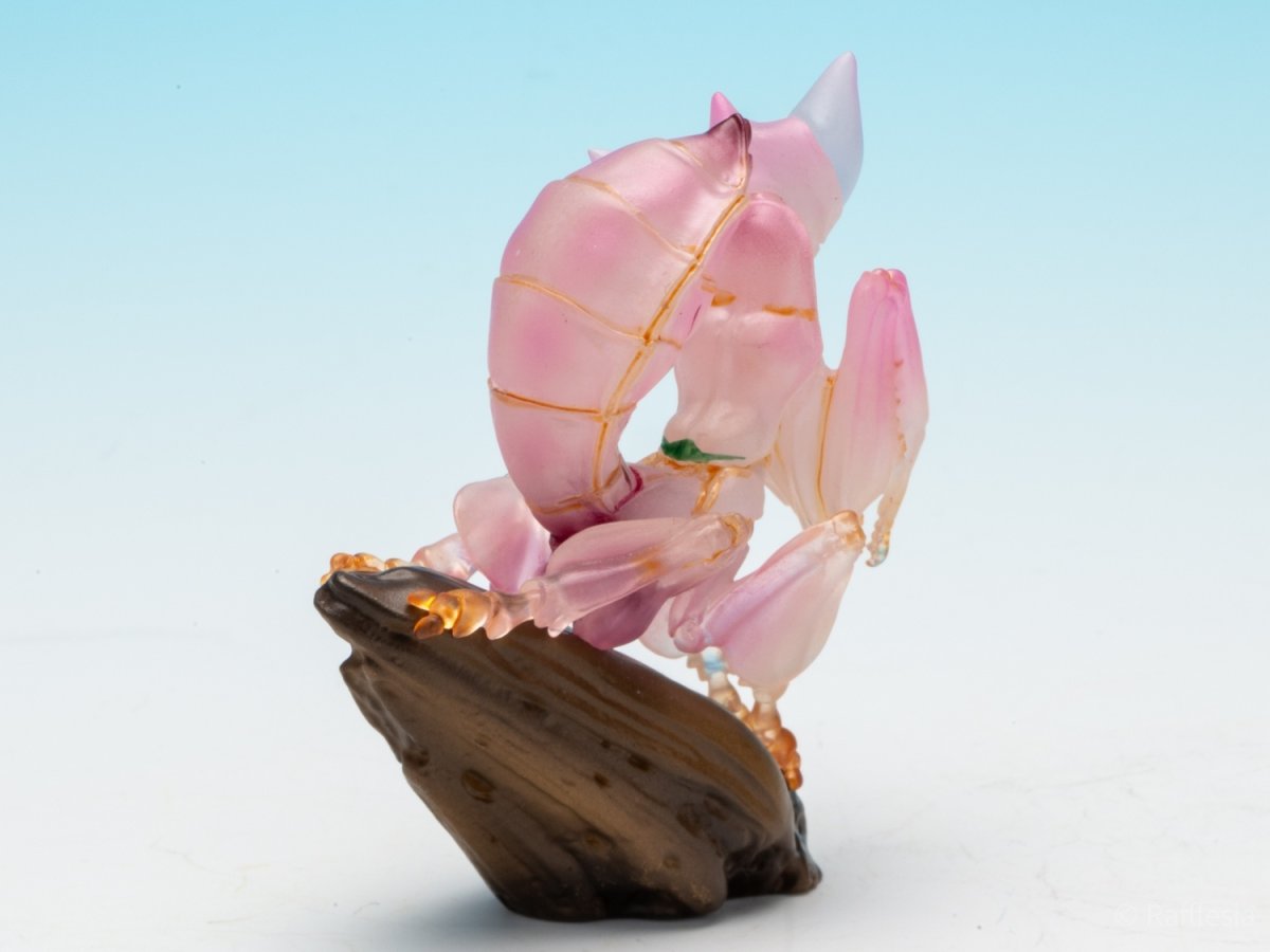 画像5: ハナカマキリ【動画あり】 (5)