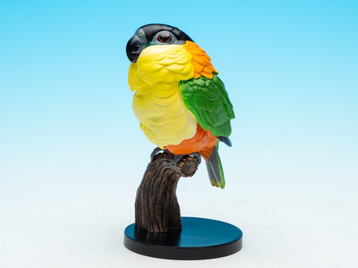 画像2: ズグロシロハラインコ (2)