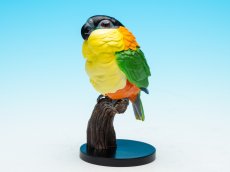 画像2: ズグロシロハラインコ (2)