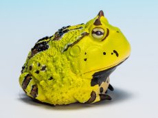 画像3: ベルツノガエル（B） (3)