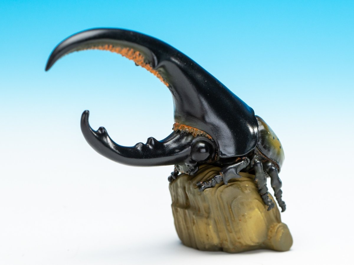 画像4: ヘラクレスオオカブト（黄） (4)
