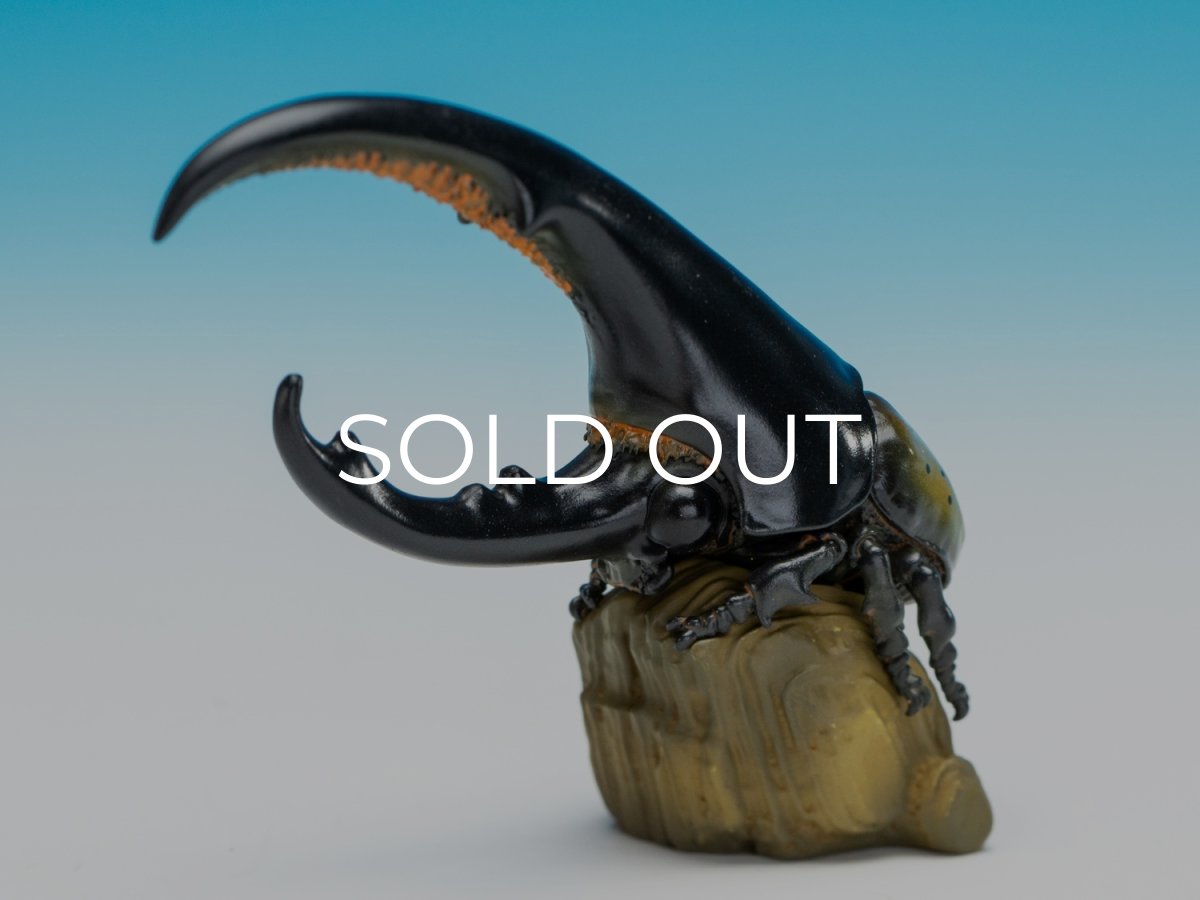 画像4: ヘラクレスオオカブト（黄） (4)