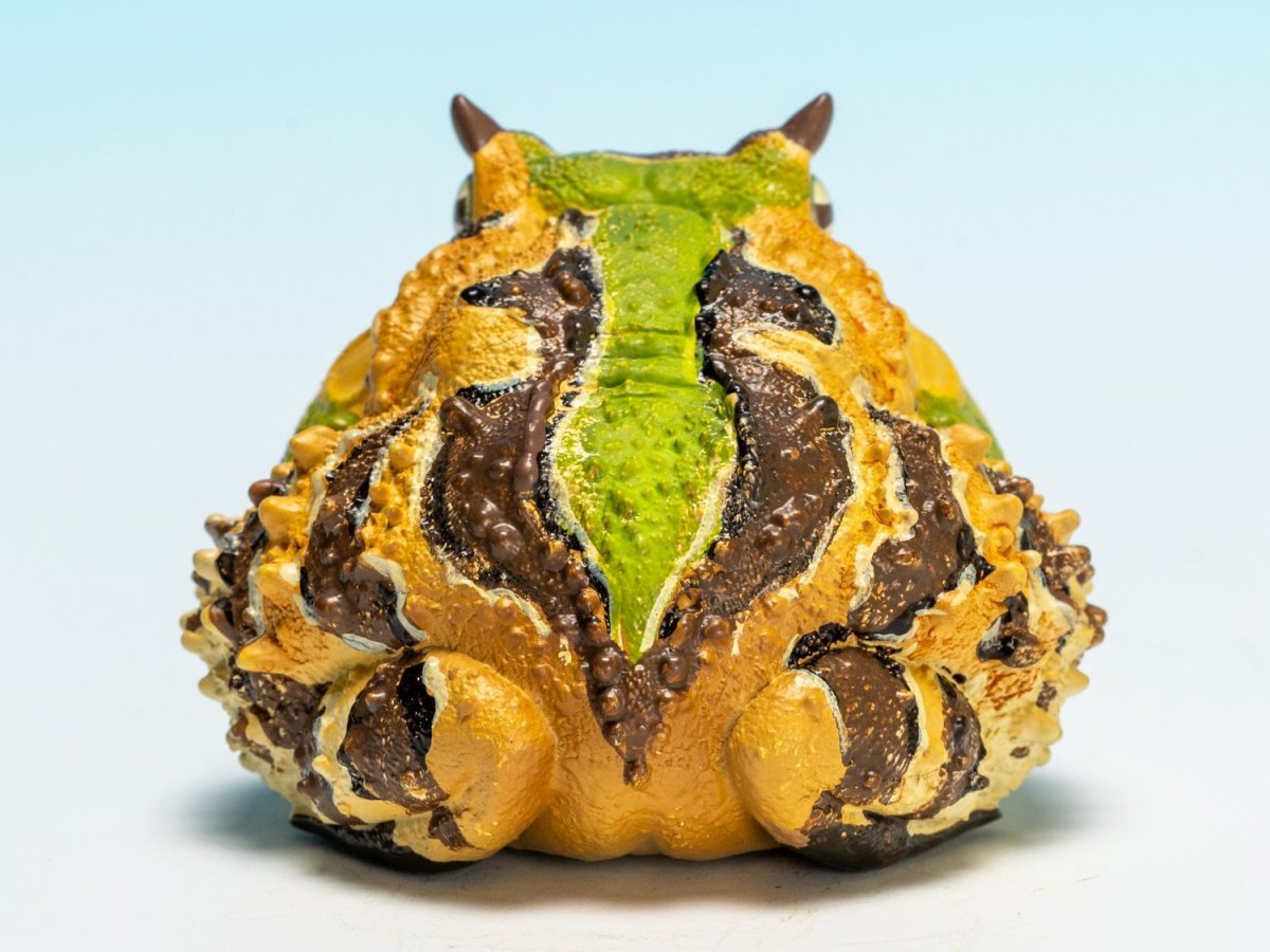 画像5: ベルツノガエル（A） (5)