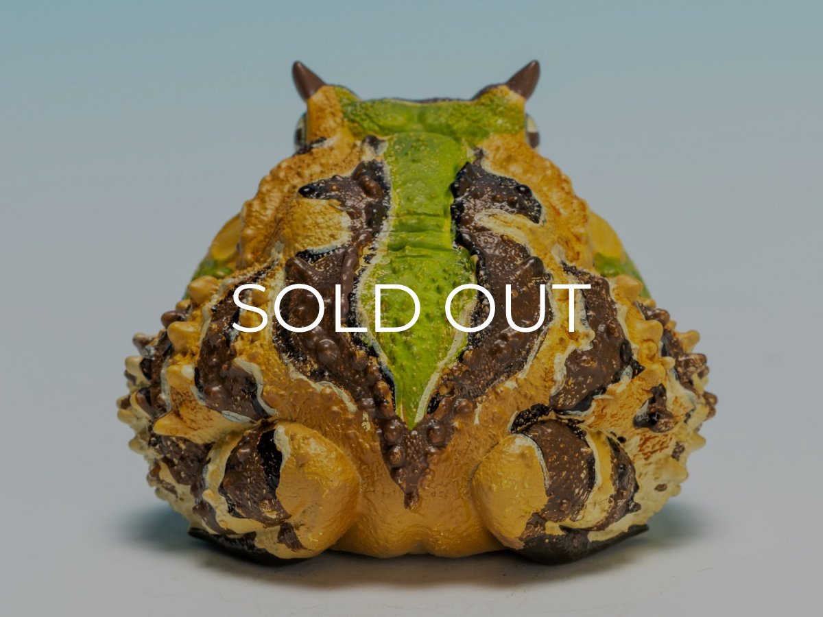 画像5: ベルツノガエル（A） (5)