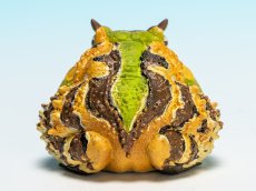 画像5: ベルツノガエル（A） (5)