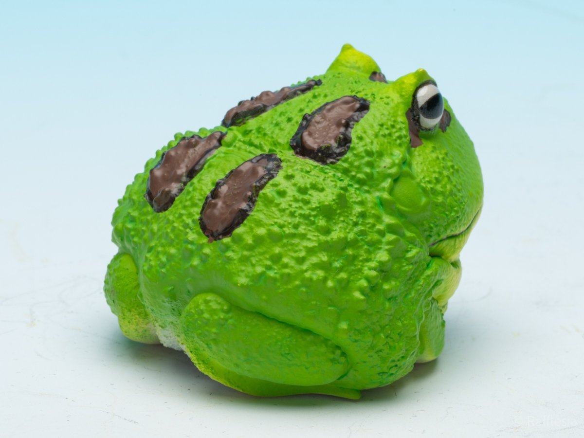 画像8: クラウンウェルツノガエル（宇治抹茶） (8)