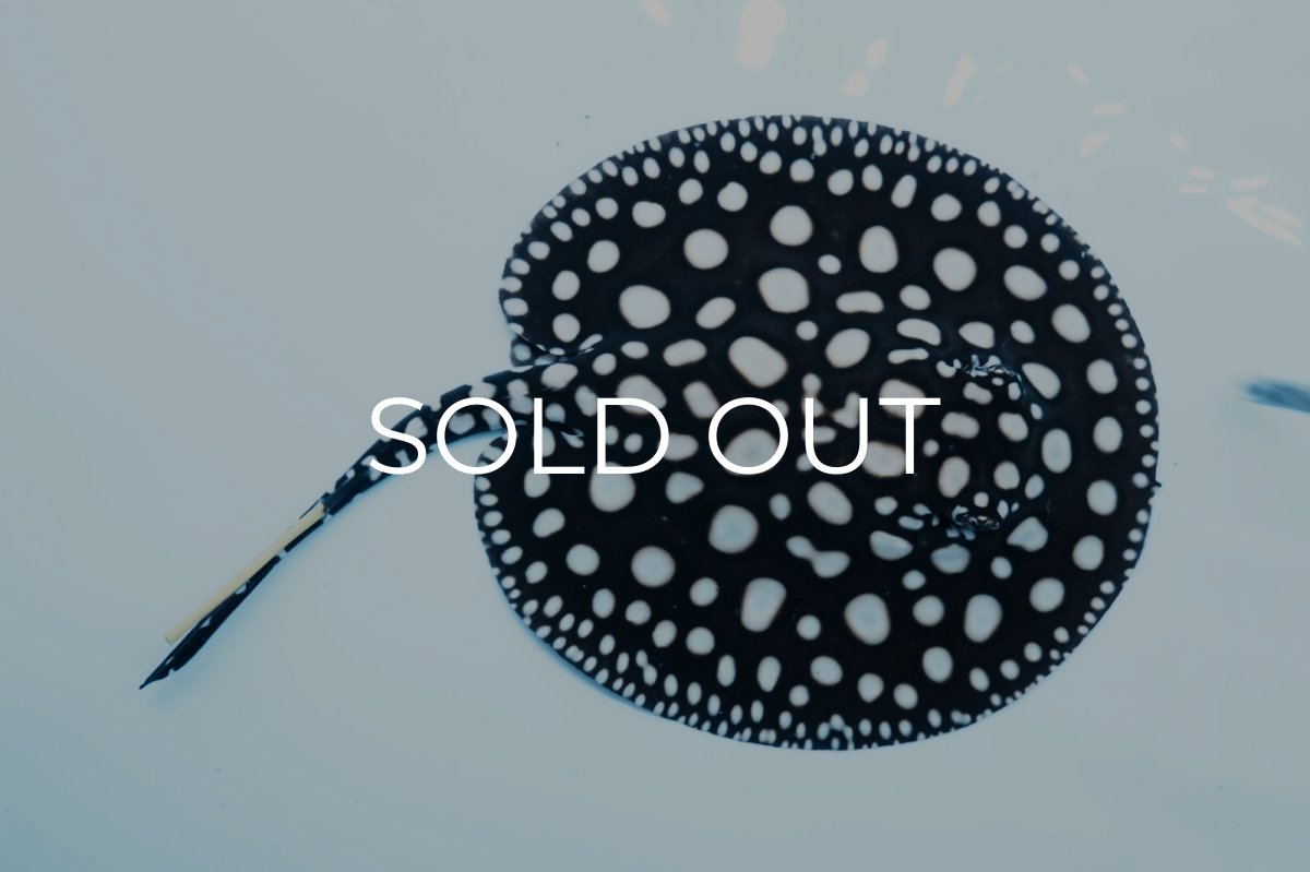 画像2: ダイヤモンドポルカ(メス） NO.1 (2)