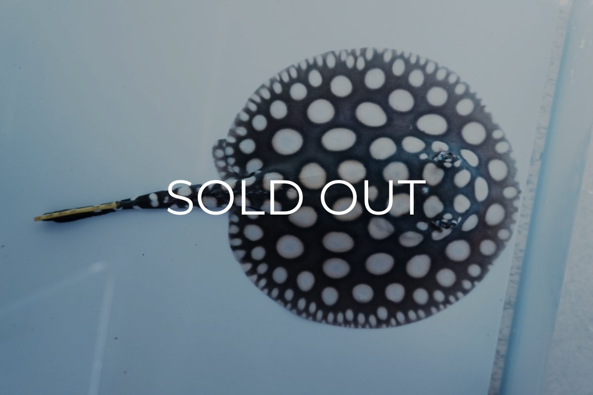 画像2: ダイヤモンドポルカ(メス） NO.6 (2)