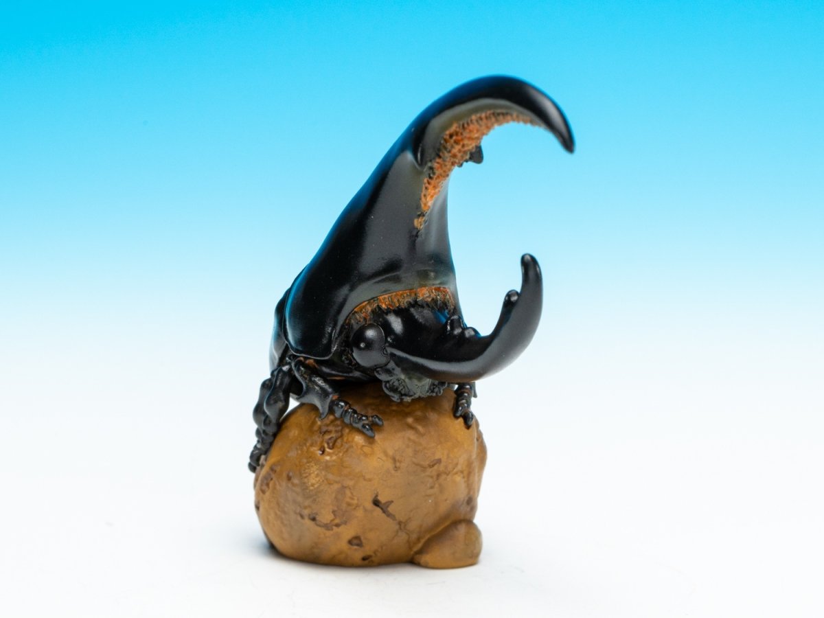 画像2: ヘラクレスオオカブト（黒） (2)