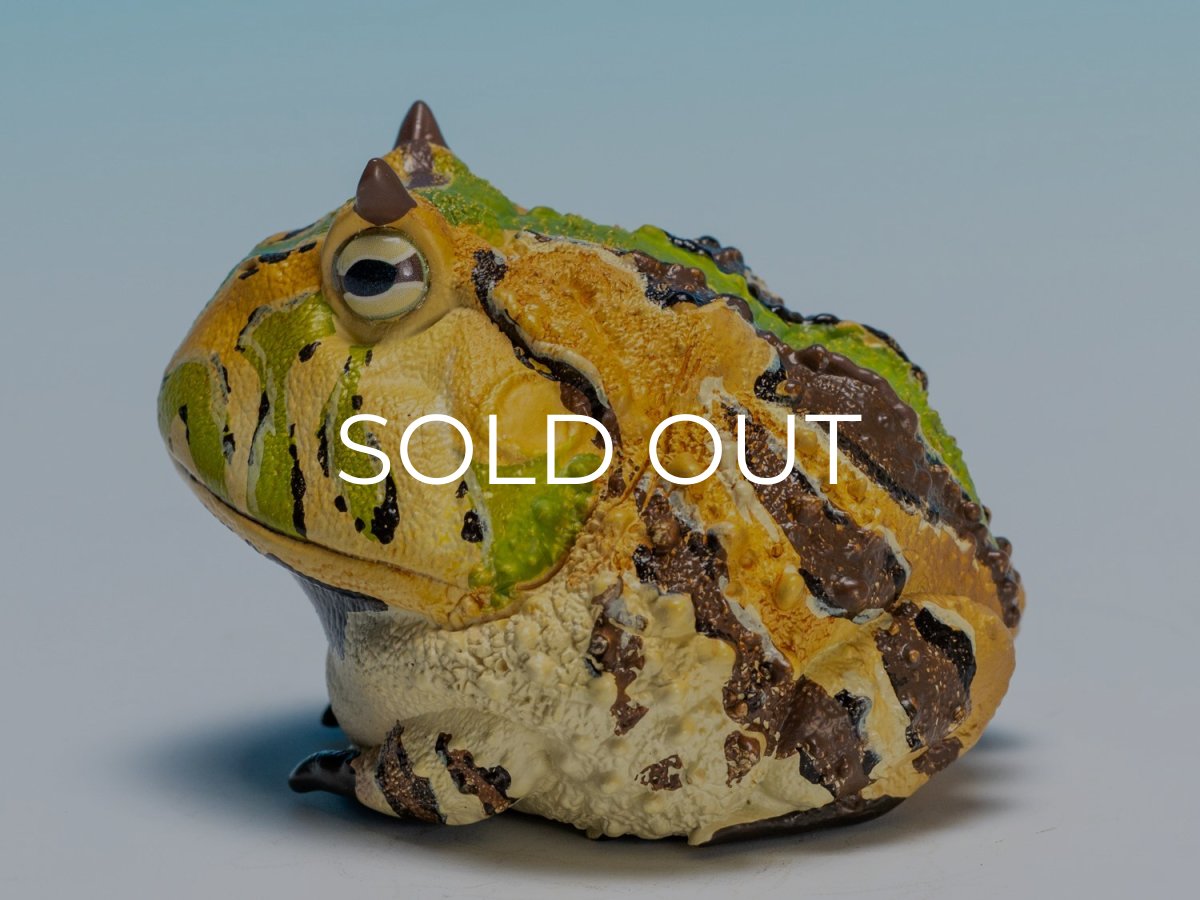 画像7: ベルツノガエル（A） (7)