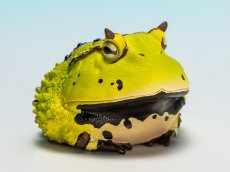 画像1: ベルツノガエル（B） (1)