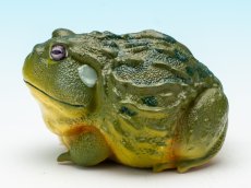 画像5: アフリカウシガエル (5)
