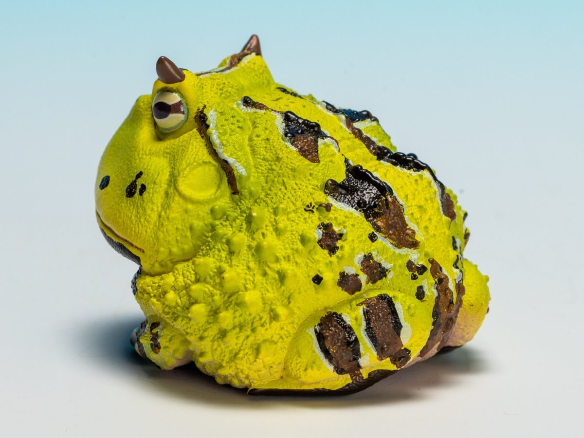 画像6: ベルツノガエル（B） (6)