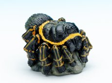 画像1: ブラジリアンジャイアントボロンド (1)