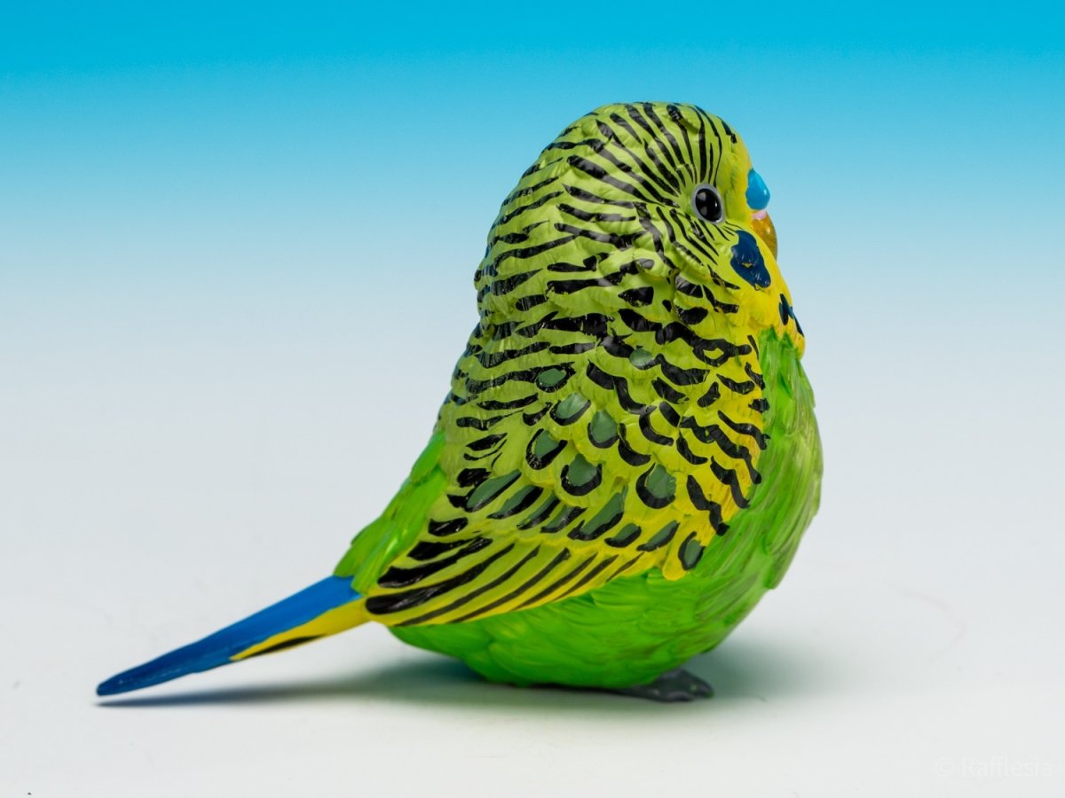 画像9: セキセイインコ（緑） (9)