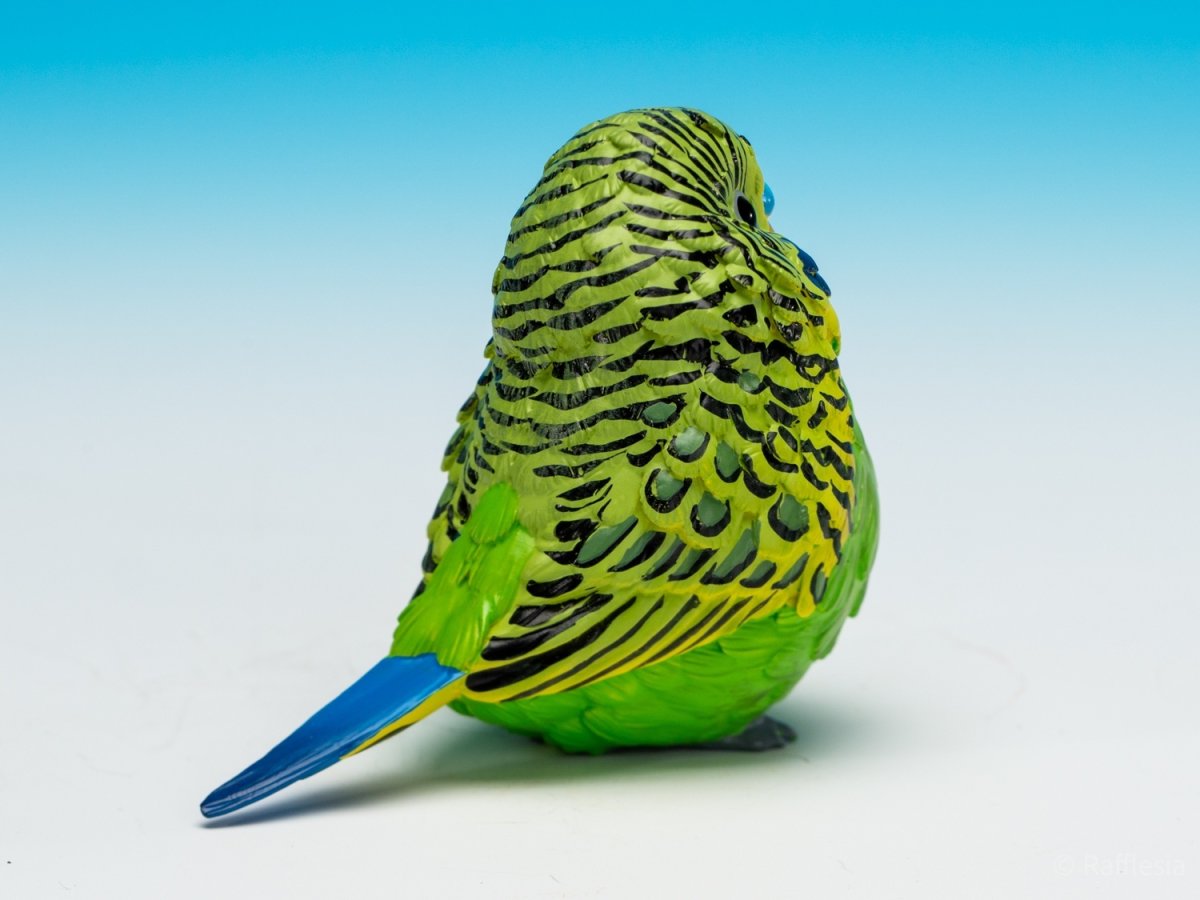 画像8: セキセイインコ（緑） (8)