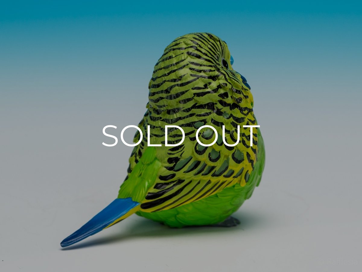 画像8: セキセイインコ（緑） (8)