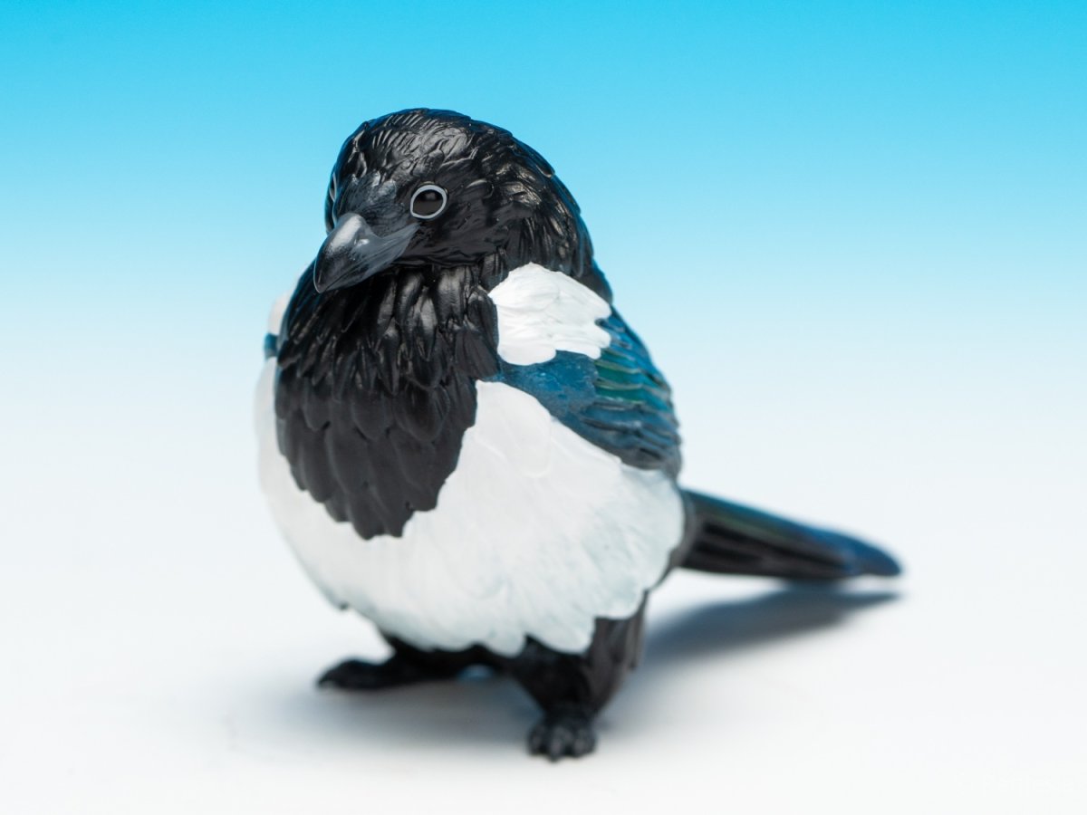 画像7: カササギ (7)