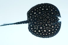 画像4: バットマンスティングレイ NO.6 (4)