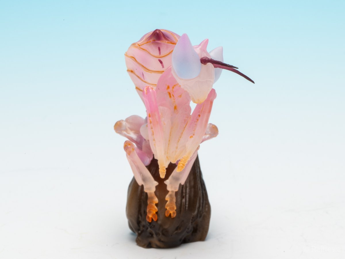 画像8: ハナカマキリ【動画あり】 (8)