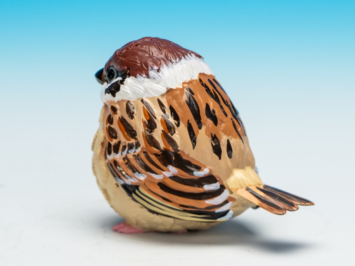 画像3: スズメ (3)