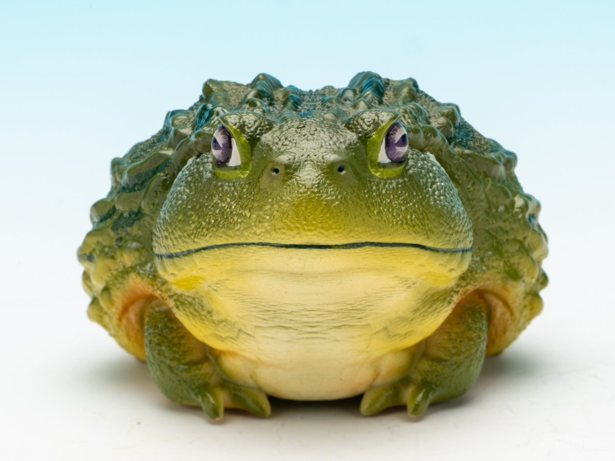 画像3: アフリカウシガエル (3)