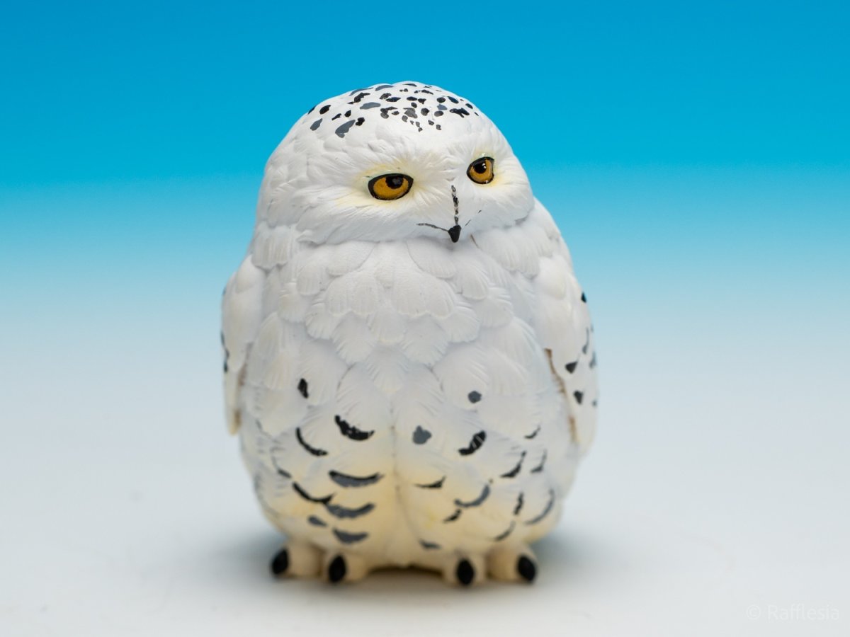 画像8: シロフクロウ【動画あり】 (8)