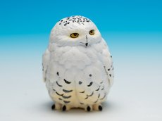 画像8: シロフクロウ (8)