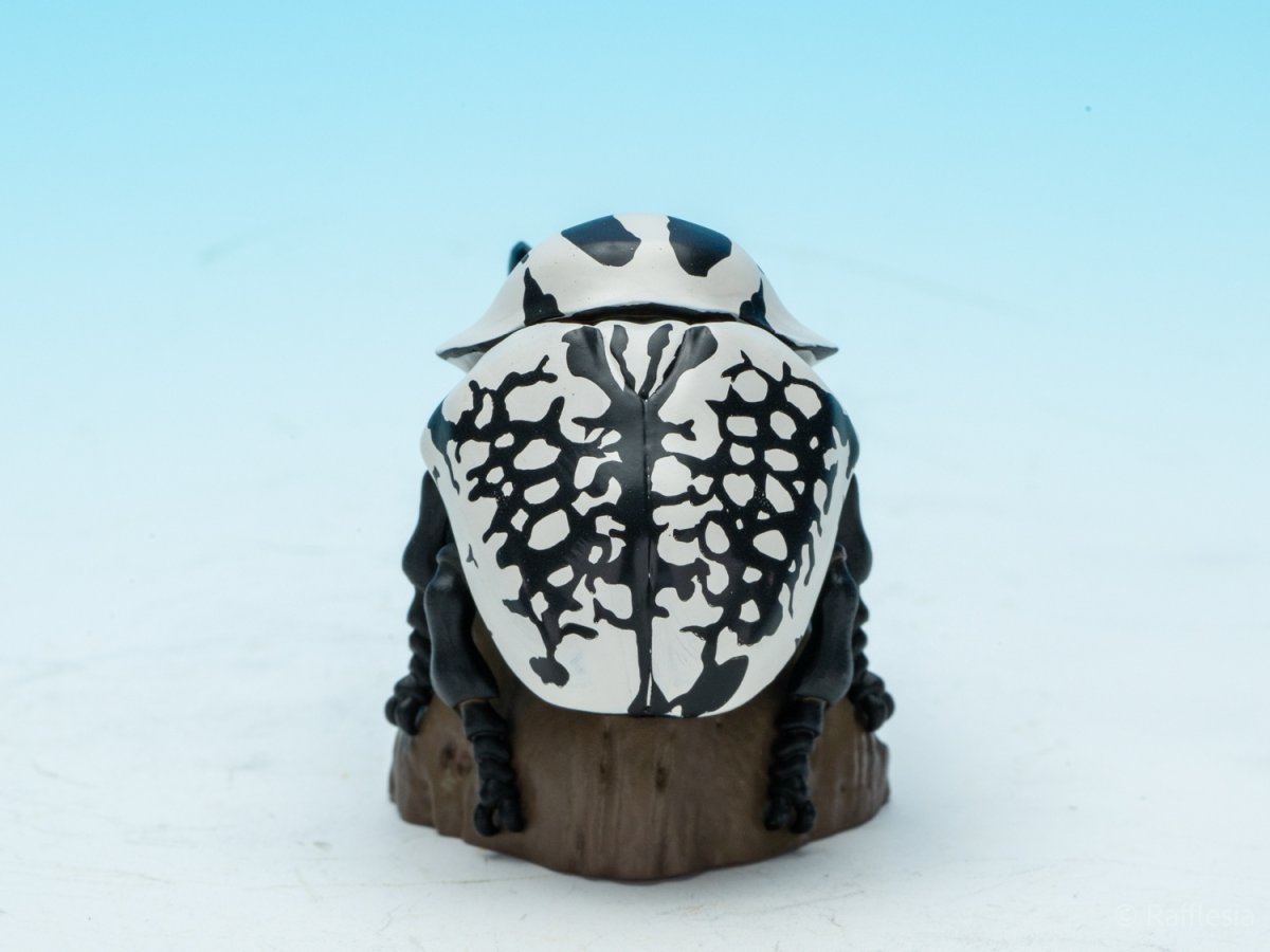 画像6: ゴライアスオリエンタリス【動画あり】 (6)