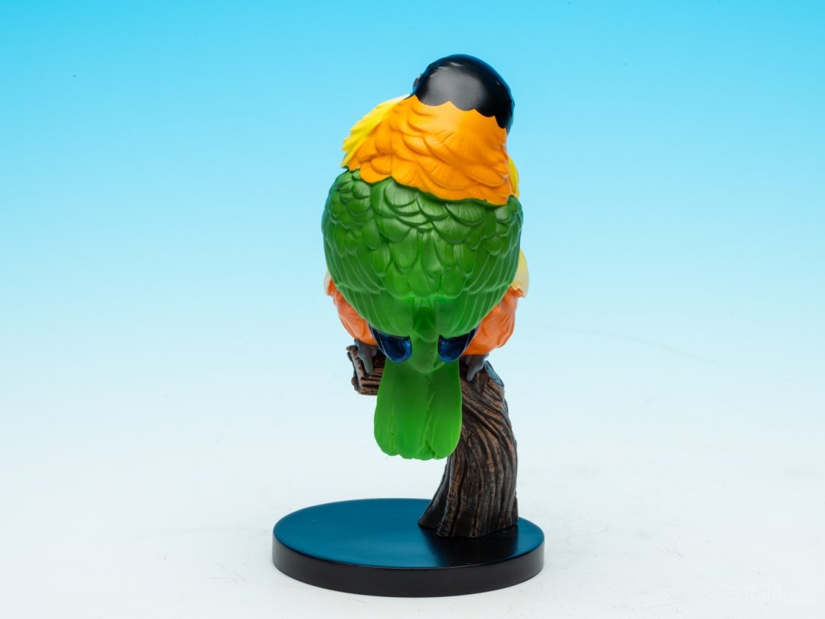 画像6: ズグロシロハラインコ (6)