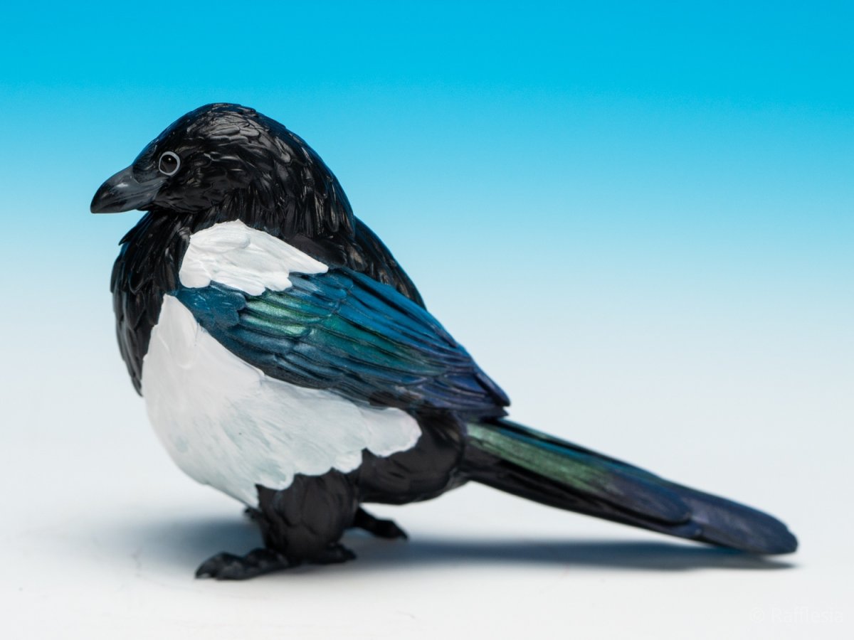 画像2: カササギ (2)