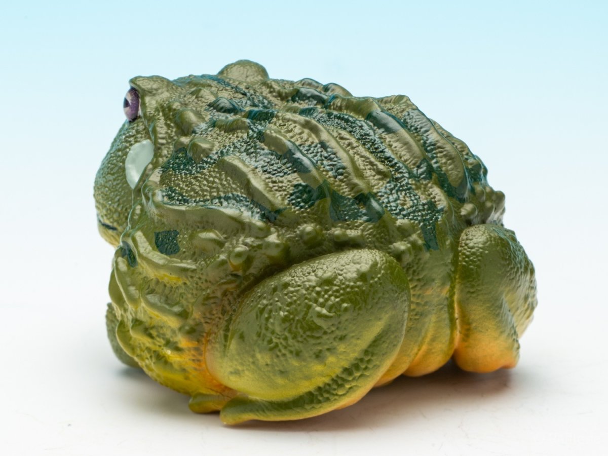 画像6: アフリカウシガエル (6)