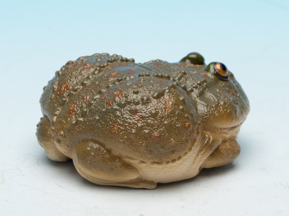 画像8: タピオカガエル (8)