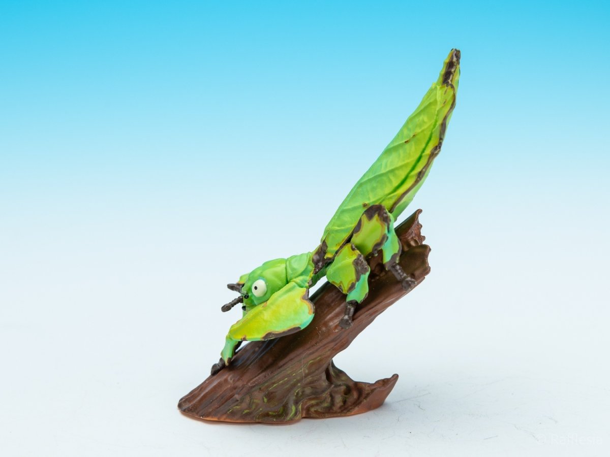 画像4: コノハムシ【動画あり】 (4)