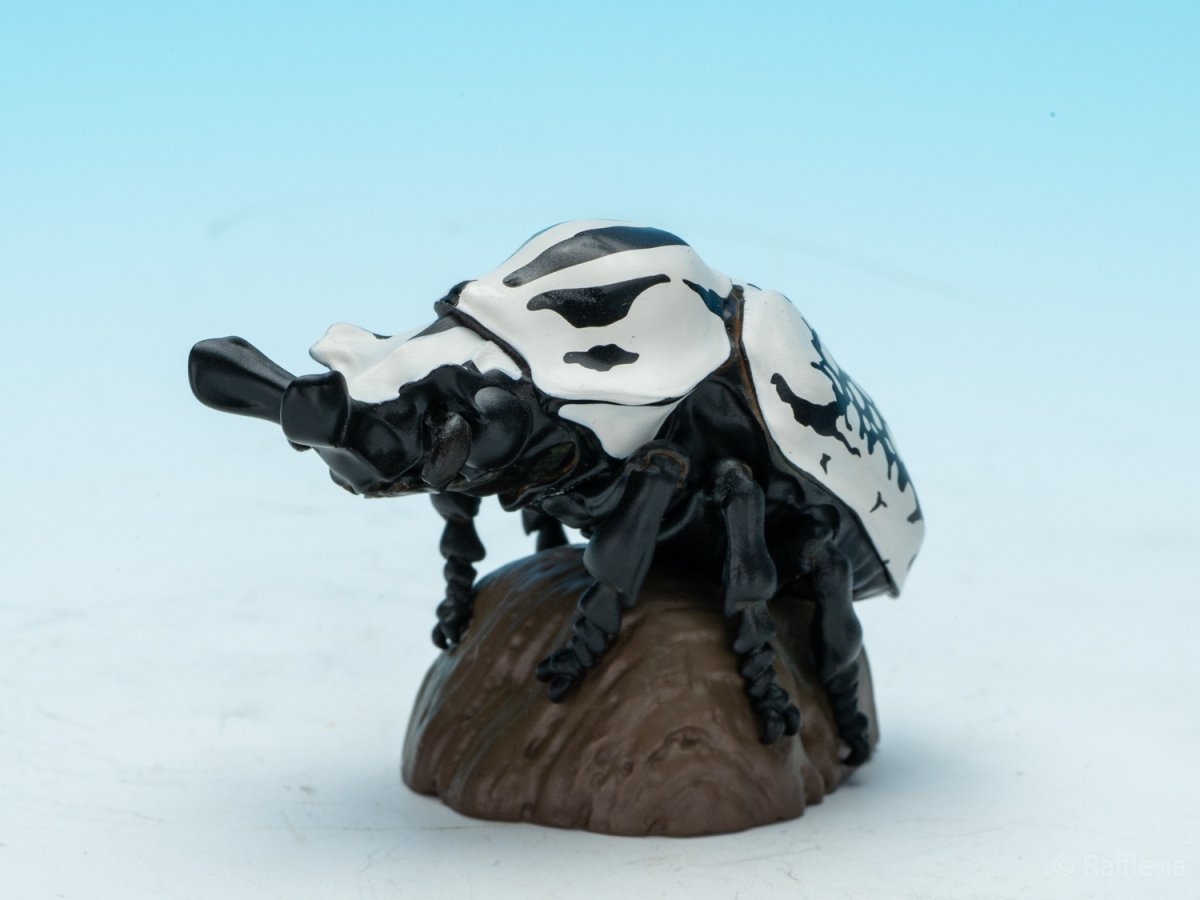 画像3: ゴライアスオリエンタリス【動画あり】 (3)